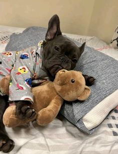 a dog laying on top of a bed with a stuffed animal