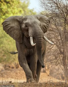 an elephant with tusks walking in the wild