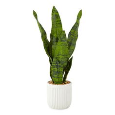 a green plant in a white vase on a white background