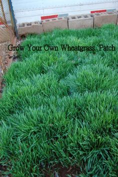 green grass growing in front of a white building with the words grow your own wheatgrass patch