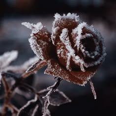 a rose covered in frost sitting on top of a leaf