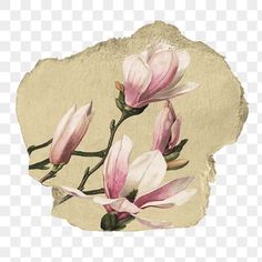 some pink flowers on a piece of paper with no background, hd png and psd