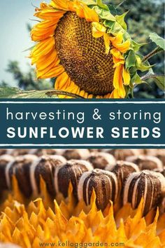 sunflower seeds with the words harvesting & storing sunflower seeds on top and bottom