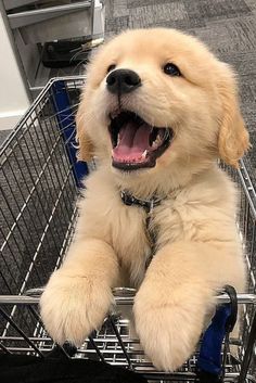 a puppy sitting in a shopping cart with its mouth open