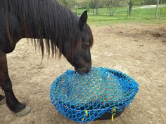 a horse is eating out of a blue mesh basket on the ground with it's head down