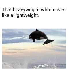 an orca jumping out of the water with its mouth open and caption that says, that heavy weight who moves like a lightweight