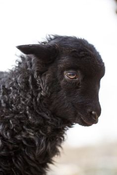 a black sheep standing on top of a dry grass field