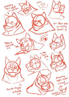 how to draw cats with different facial expressions and head shapes, from the front view