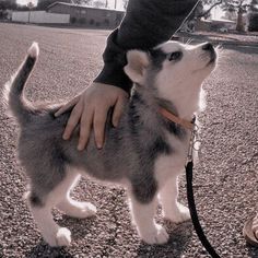 a person is petting a husky dog on a leash in the middle of a street