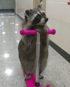 a raccoon is standing on a pink scooter