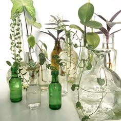 several glass vases with plants in them