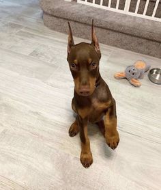 a brown and black dog sitting on top of a wooden floor next to a stuffed animal