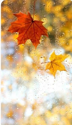 two autumn leaves sitting on top of a window covered in raindrops and water droplets