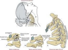 Structure and Function of the Vertebral Column | Musculoskeletal Key Vertebral Column, Human Skeleton, Structure And Function, Anatomy Study