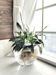 a potted plant sitting on top of a window sill next to a window