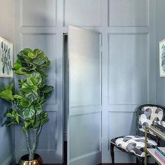 a living room with blue walls and a large potted plant in front of the door