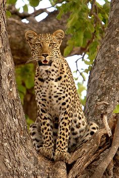 a leopard is sitting in the middle of a tree looking at something while it's eyes are open