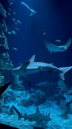 several sharks swimming in an aquarium together