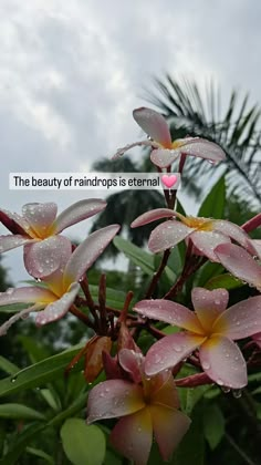 pink flowers with rain drops on them in front of some palm trees and blue sky