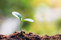 a small green plant sprouts from the soil in front of a blurry background