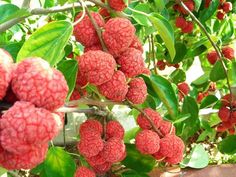 the fruit is growing on the tree and ready to be picked from it's branches