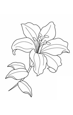 a drawing of a flower on a white background