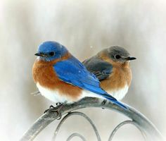 two blue and orange birds sitting on top of a metal fence post in the snow