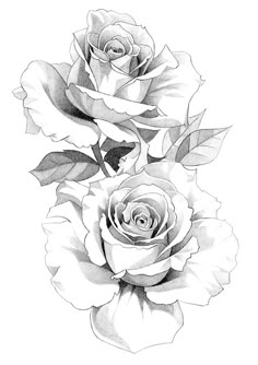 two roses are shown in black and white, with leaves on the bottom right side