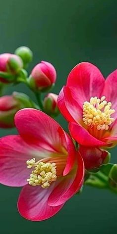 two red flowers with yellow stamens and green stems