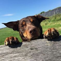 a dog looking over the top of a wooden fence with his paws on it's side