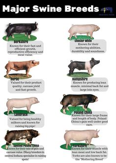 the different types of farm animals are shown in this chart, which shows how they eat