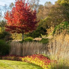 a red tree in the middle of a garden