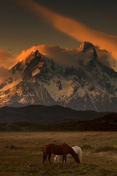 two horses graze in an open field with mountains in the background at sunset,