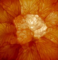 an orange that has been cut in half and is being viewed from the top down