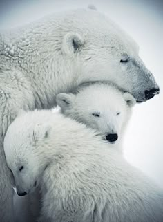 an adult polar bear with two cubs sitting on the snow in front of white background