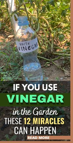 a bottle of wine sitting on the ground in front of some bushes and trees with text that reads if you use vinegar in the garden, these 12 mirages can happen