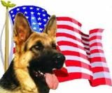 a german shepherd with an american flag and the words canines with courage