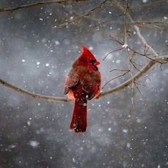 a red cardinal perched on a tree branch in the snow with falling snowflakes