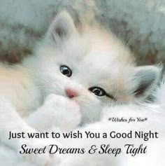 a white kitten laying on top of a bed with the caption just want to wish you a good night sweet dreams & sleep tight