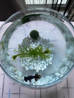 a glass bowl filled with water and plants