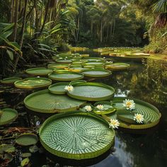 water lilies are floating in the pond surrounded by palm trees