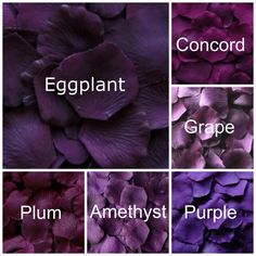 purple flowers with the words eggplant, aubergine, grape, plum, and amethyst