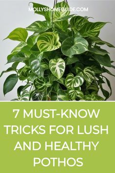 a potted plant with the words 7 must know tricks for lush and healthy potshoses