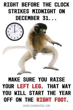 a monkey with a clock on it's back and the caption reads, right before the clock strikes midnight on december 31 make sure you raise your left leg that way you will start the year off