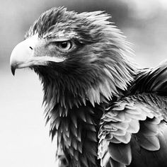 a black and white photo of an eagle looking to its left with feathers spread out