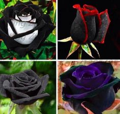 four different types of black roses with green leaves in the background and one purple rose on the right