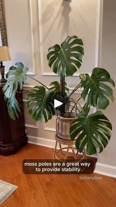 a houseplant in a living room with the caption moss poles are a great way to provide stabiliity