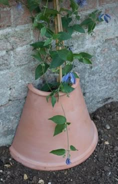 a potted plant with blue flowers on the ground next to a brick wall,