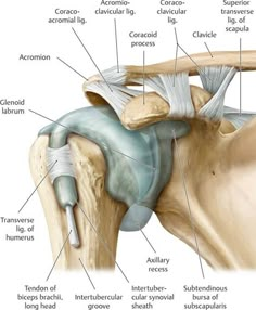 the anatomy of the shoulder and its major structures