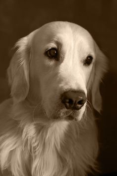 black and white photograph of a dog looking at the camera